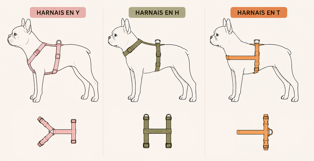 Image comparatif d'un chien avec un harnais en Y un harnais en H et un harnais en T