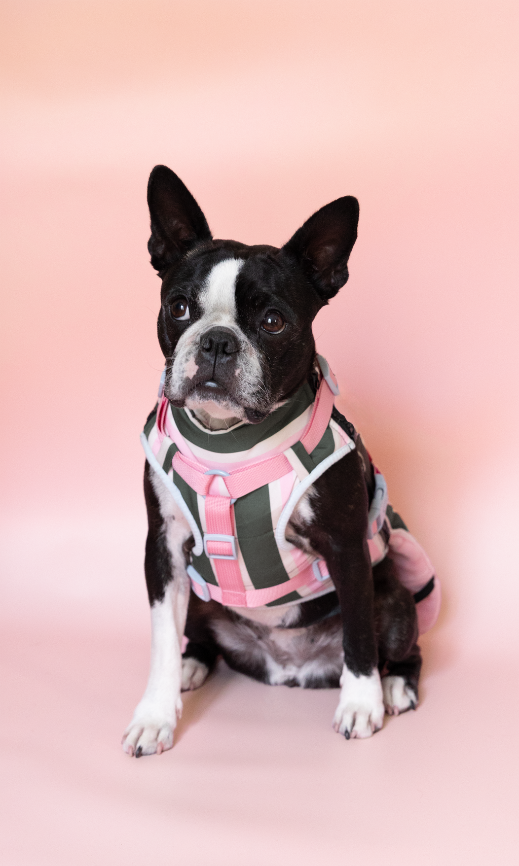PRÉCOMMANDE – Doudoune modulable Prisca pour chien, harnais en Y intégré