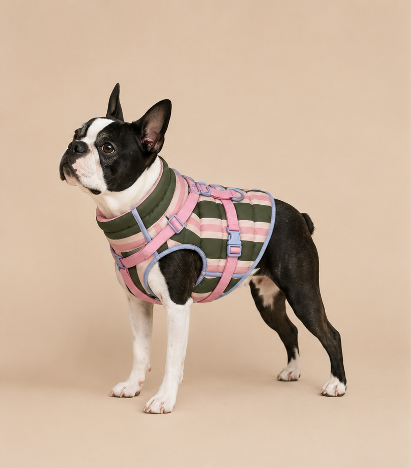 Doudoune ouaffers pour chien imperméable rayé rose et kaki avec harnais intégré sur boston terrier - vu de profil version courte