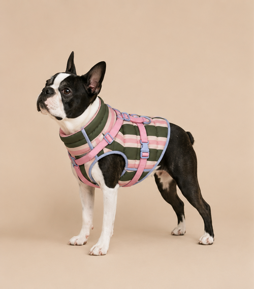 Doudoune ouaffers pour chien imperméable rayé rose et kaki avec harnais intégré sur boston terrier - vu de profil