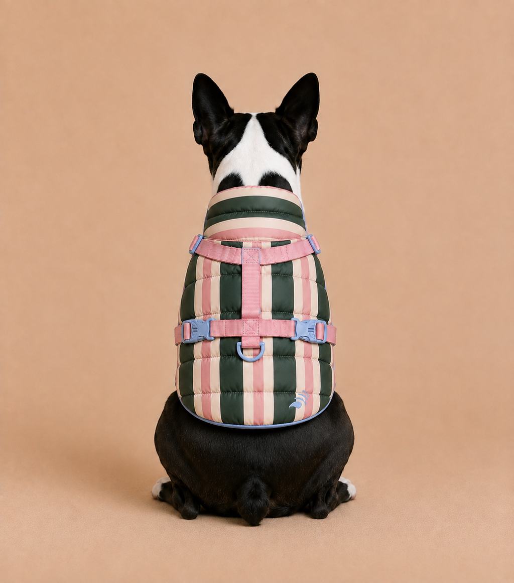 Doudoune ouaffers pour chien imperméable rayé rose et kaki avec harnais intégré sur boston terrier - vu de dos