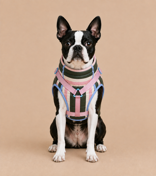 Doudoune ouaffers pour chien imperméable rayé rose et kaki avec harnais intégré sur boston terrier - vu de face
